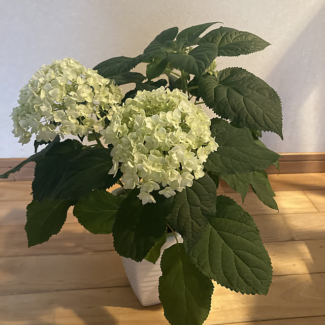 fujiさんの実例写真