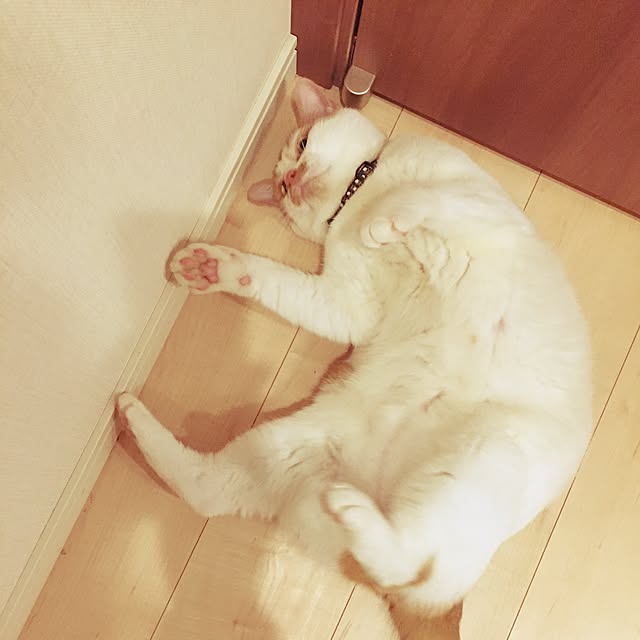 ROMAさんの実例写真