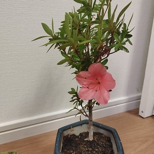 hachiさんの部屋