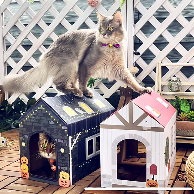 paradise_viewさんの実例写真