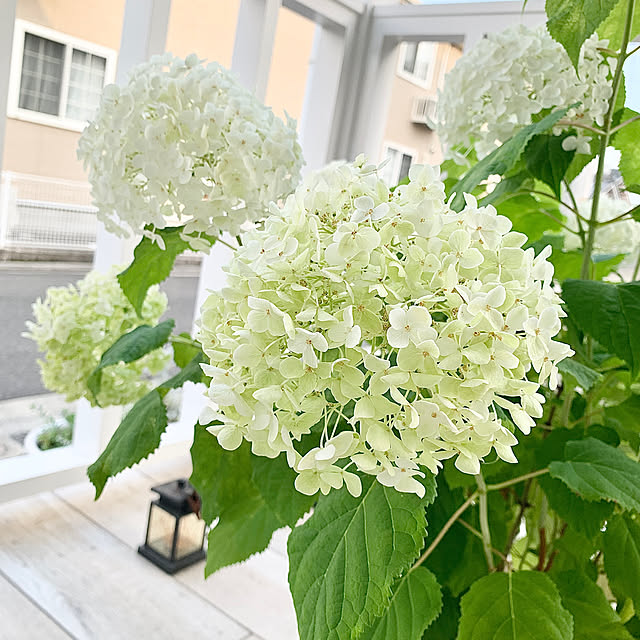 koko_hikaさんの部屋