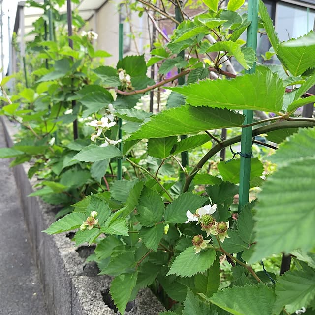 mutsuさんの実例写真