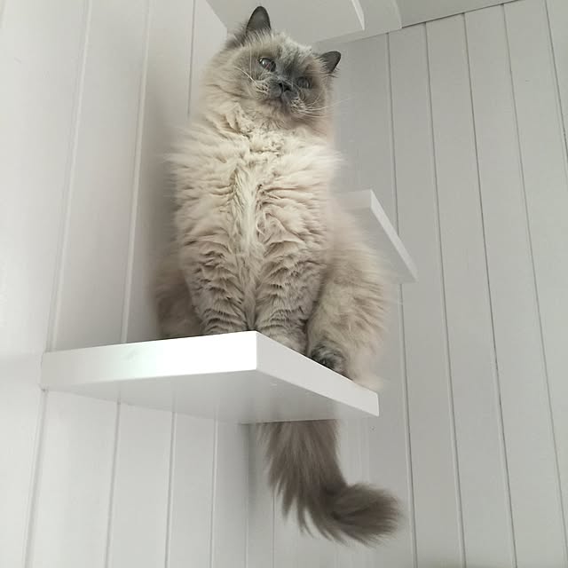 yuchiさんの実例写真