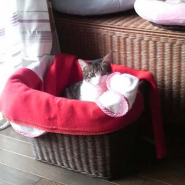 Chihiroさんの実例写真