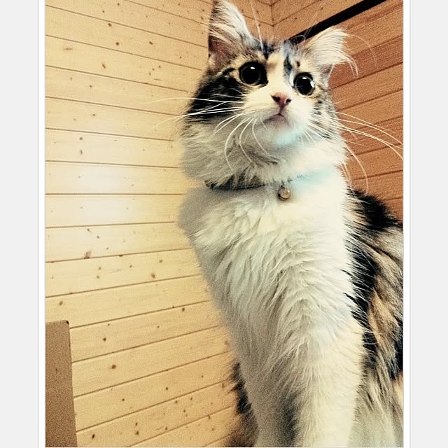 Realiser_son_reveさんの実例写真