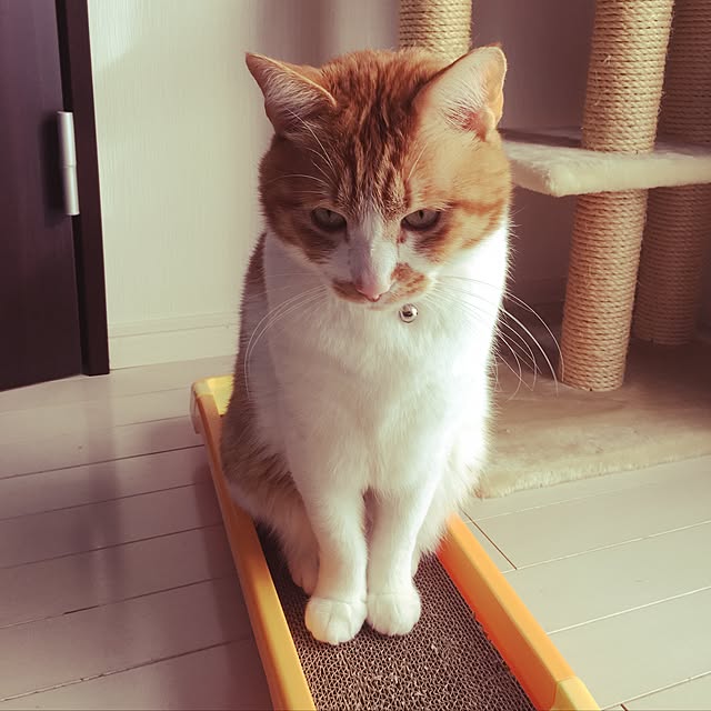 nyanyakoさんの実例写真