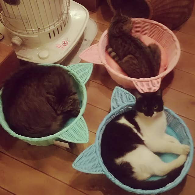 Maki-nekomamireさんの実例写真