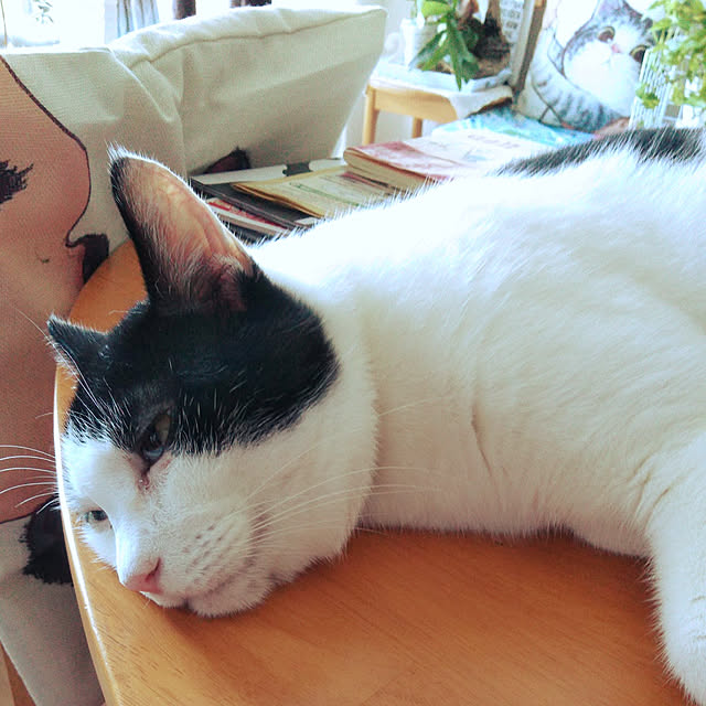 futukoさんの実例写真