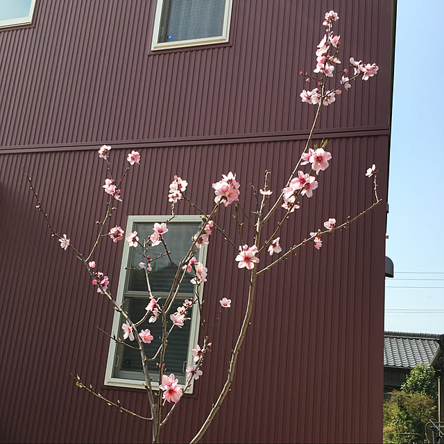 roseさんの実例写真