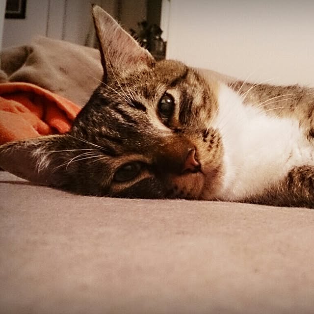 Lukiさんの実例写真