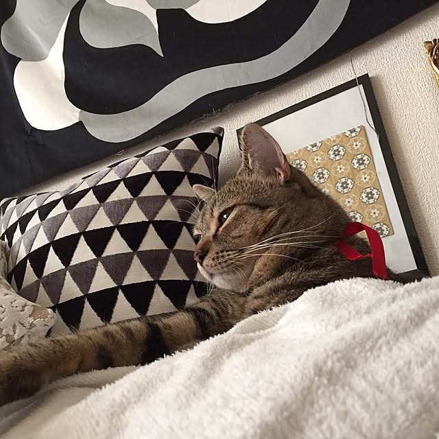 catwomanさんの実例写真
