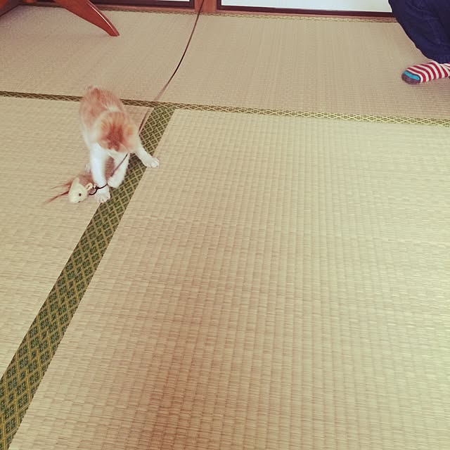 biscoさんの実例写真