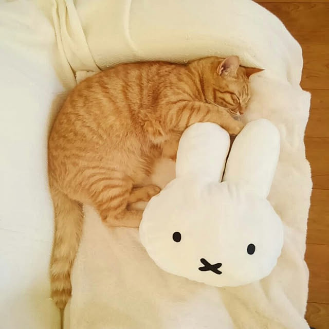 mayutan.さんの実例写真