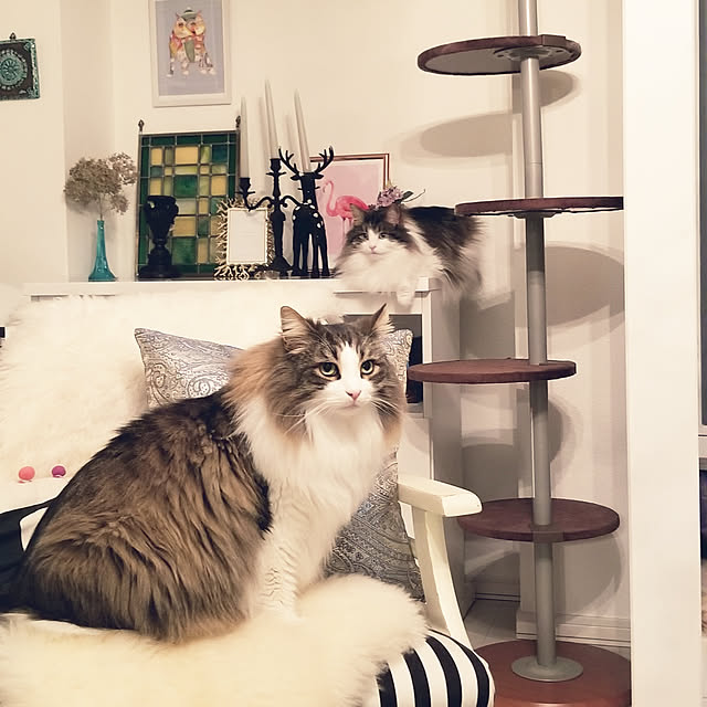neoさんの実例写真