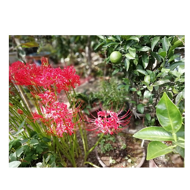 hm99さんの実例写真