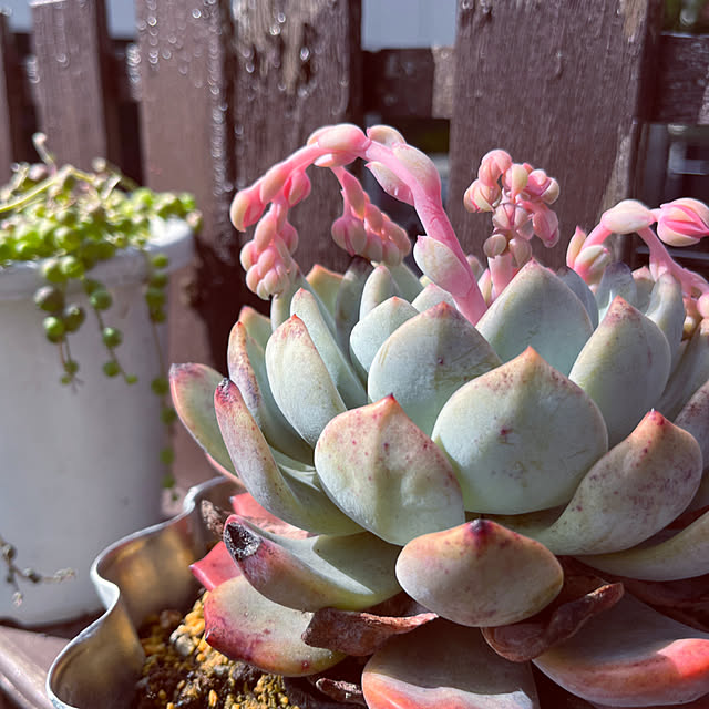 玄関/入り口/多肉植物の花/多肉植物/花のある暮らし/植物のある暮らしのインテリア実例 - 2024-05-12 09:59:58