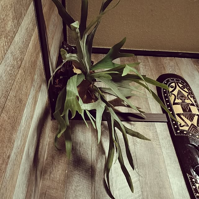 kobakissaさんの部屋