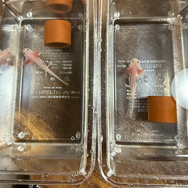 prelumoさんの部屋