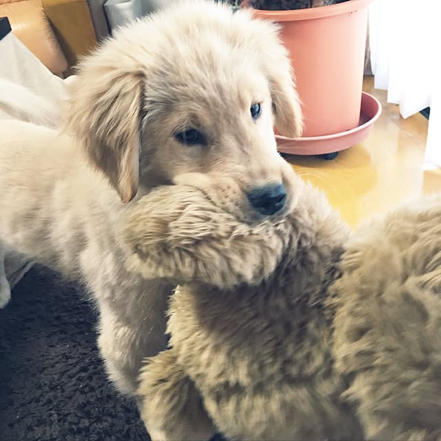 kimkimさんの実例写真