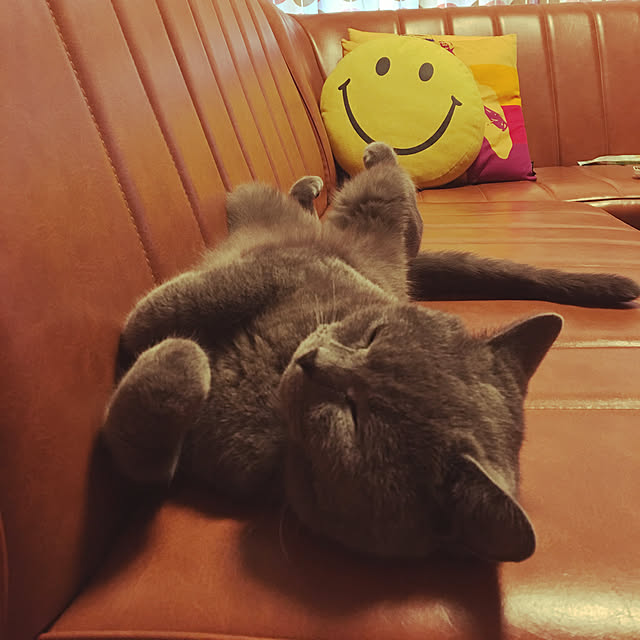 ikettenさんの実例写真