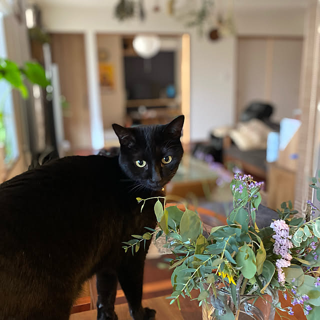 taakoさんの実例写真