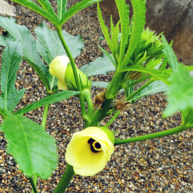 玄関/入り口/気を緩めない/感染させない/感染しない/オクラの花のインテリア実例 - 2020-07-31 09:25:37