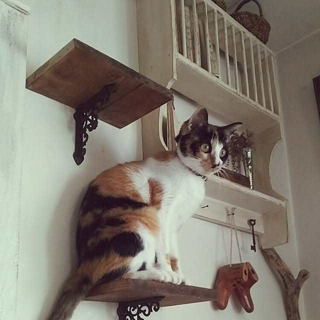 kurumiさんの実例写真