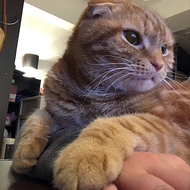 randebuさんの実例写真