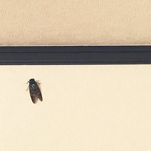 takaさんの実例写真