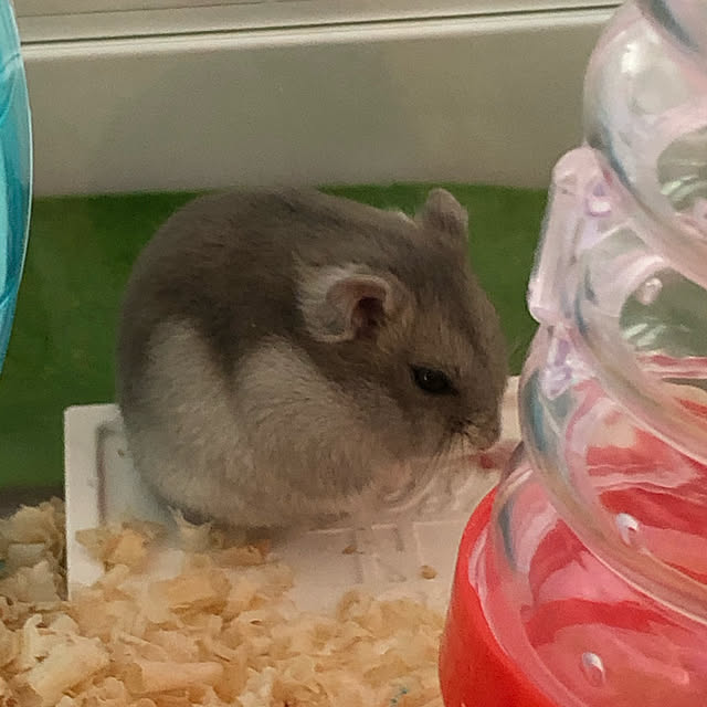 Kiyomiさんの実例写真