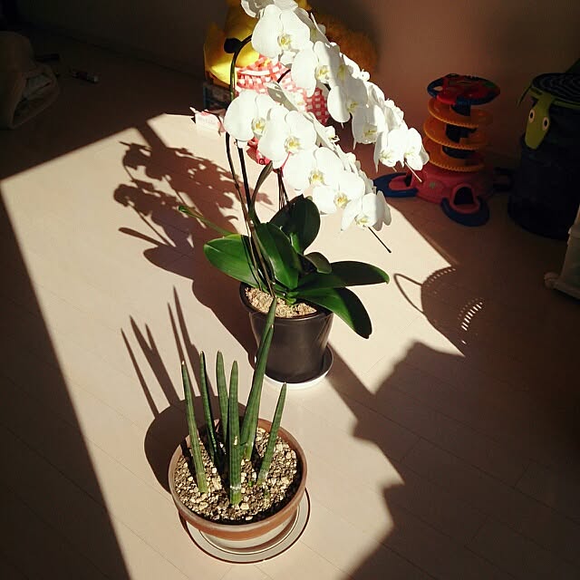 urchinさんの実例写真