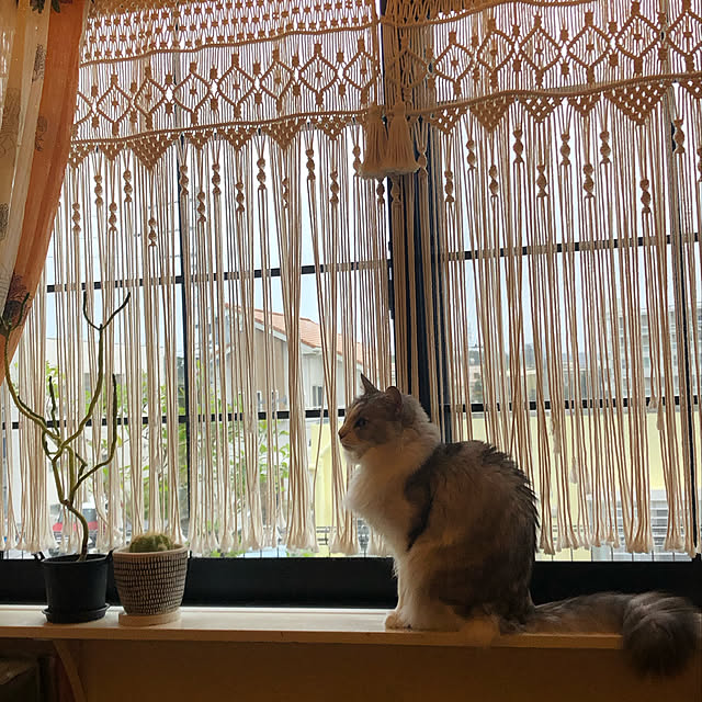 syungikuさんの実例写真