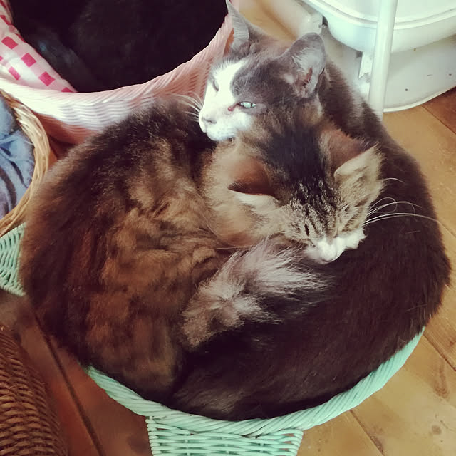 Maki-nekomamireさんの実例写真
