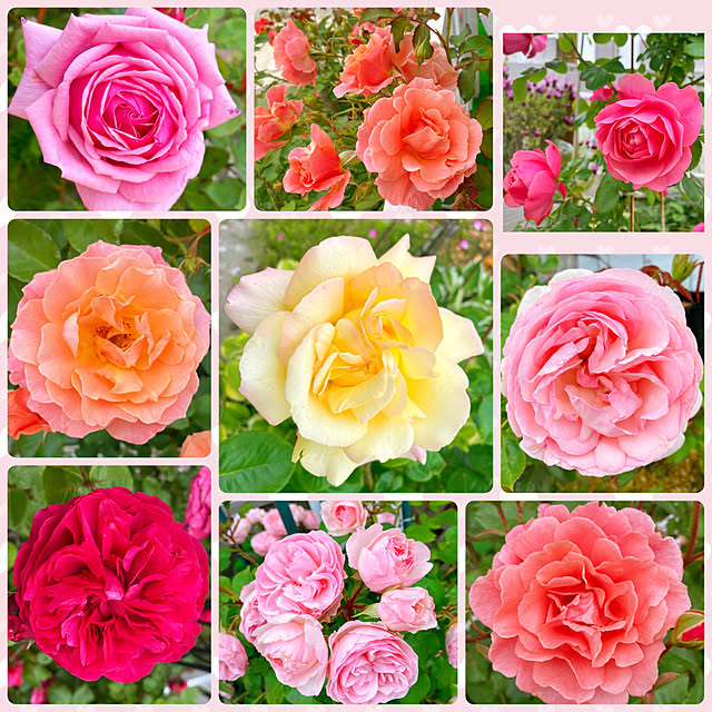 HappyRoseさんの実例写真