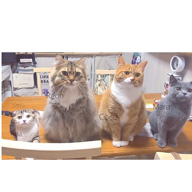 実例写真