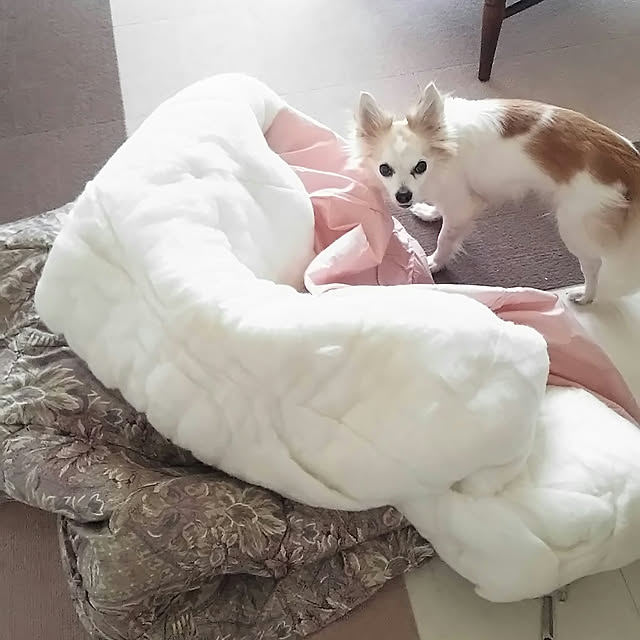 nonさんの実例写真
