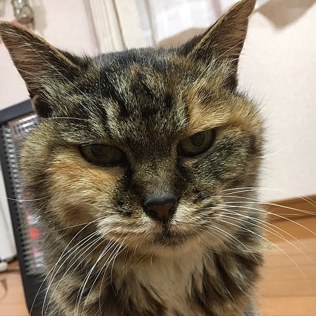 kotamama18さんの実例写真