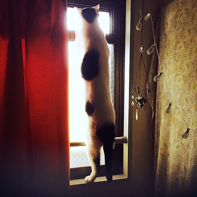 furararaさんの実例写真