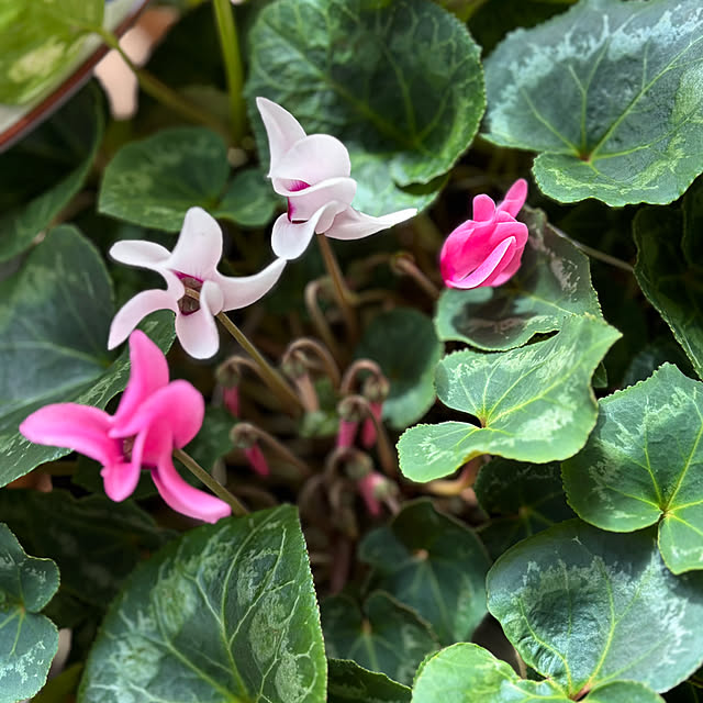 buchiさんの部屋