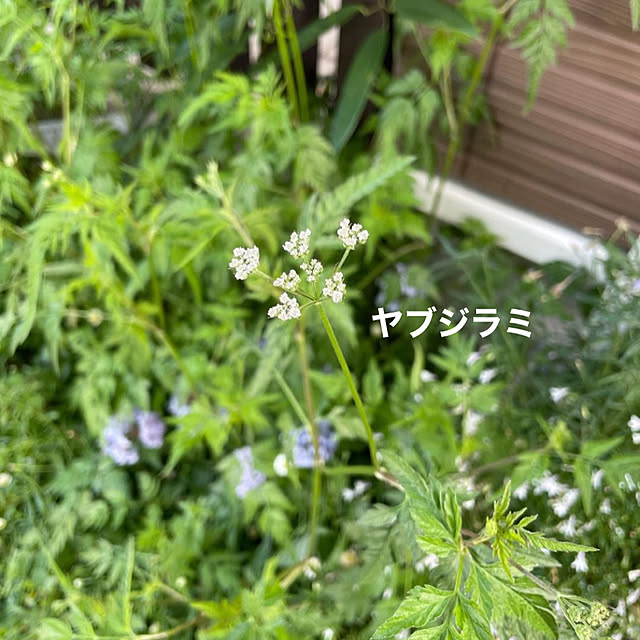 mayumiさんの部屋