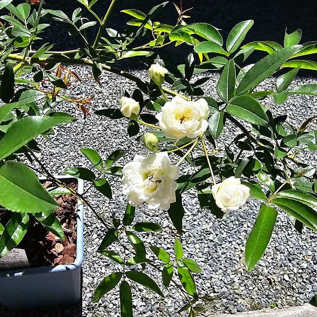 makoさんの部屋