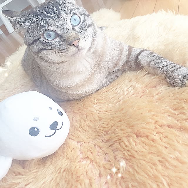 chieさんの実例写真