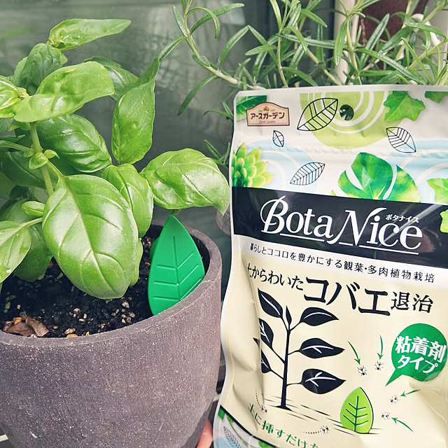 棚/観葉植物/コバエ対策/植物のある暮らし/BotaNice...などのインテリア実例 - 2021-05-18 14:55:41