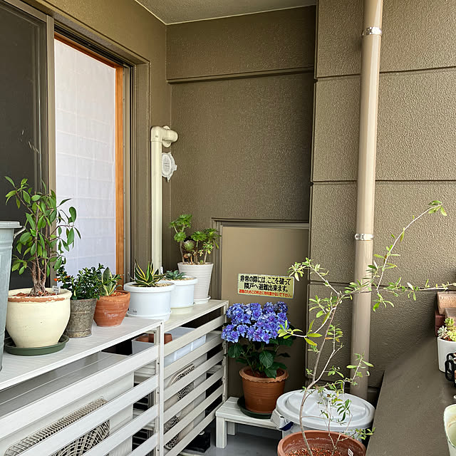 koshiregutyoさんの部屋