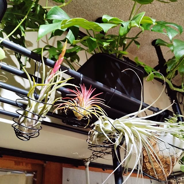 runaさんの実例写真