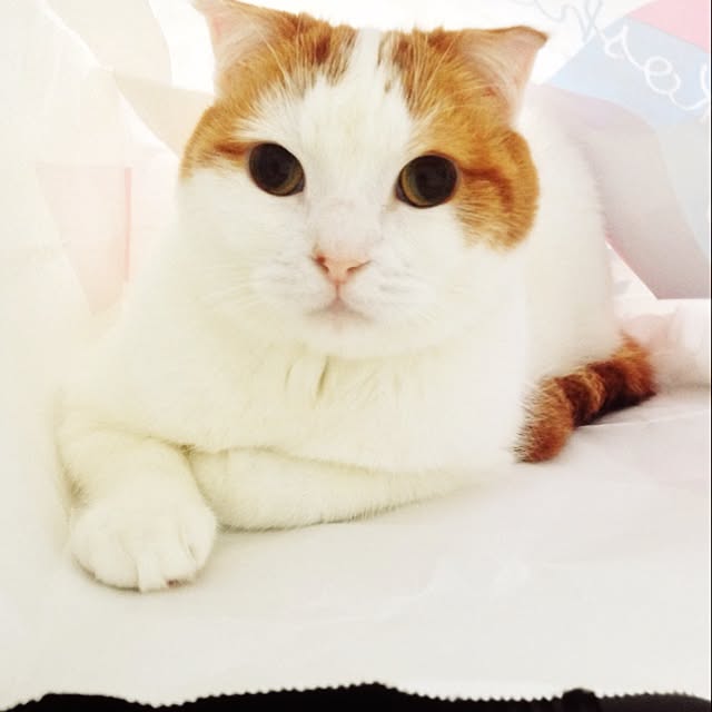 marizouさんの実例写真