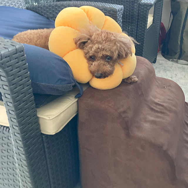 MOMOMAMAさんの実例写真
