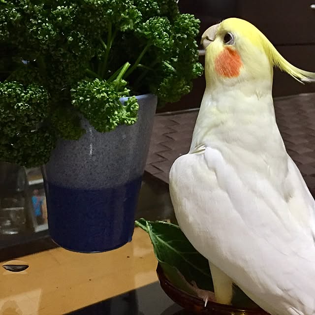 toratanさんの実例写真