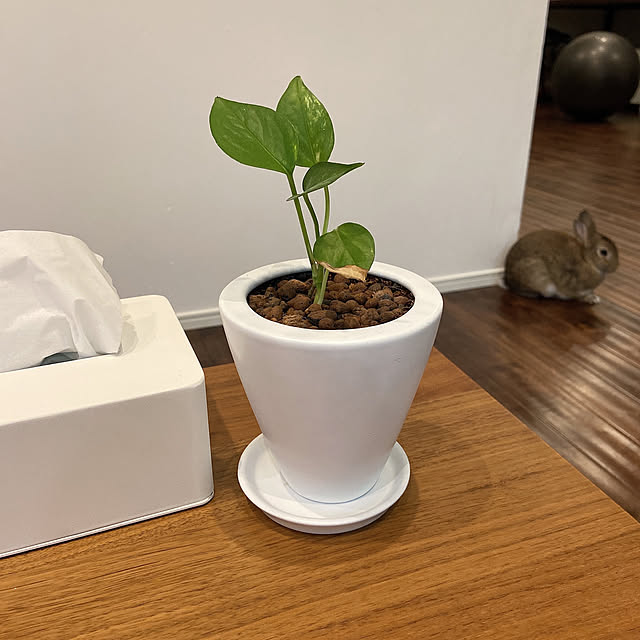muuuuumiさんの実例写真