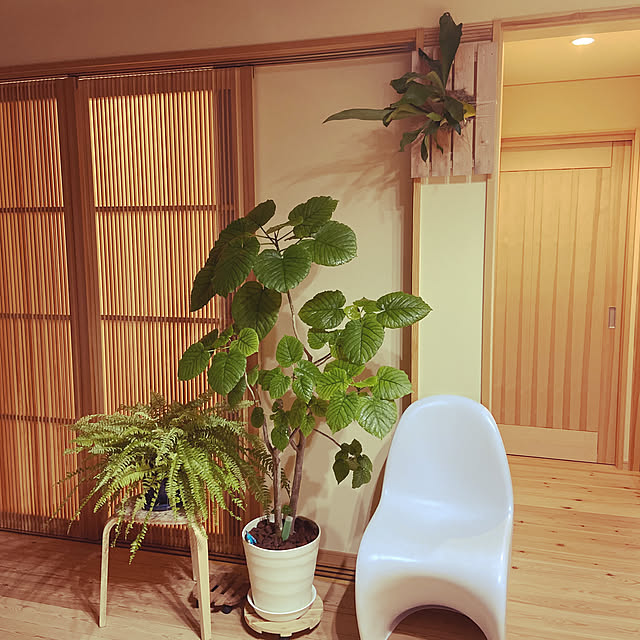 板付け ビカクシダと暮らすのインテリア実例 | RoomClip 板付け ビカクシダと暮らすのインテリア実例 | RoomClip
